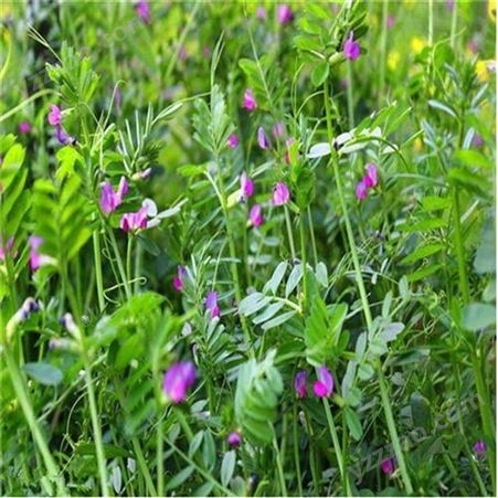光叶紫花苕价格 菁华种业 光叶紫花苕种子 量大优惠