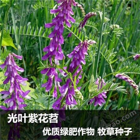 光叶紫花苕价格 菁华种业 光叶紫花苕种子 量大优惠