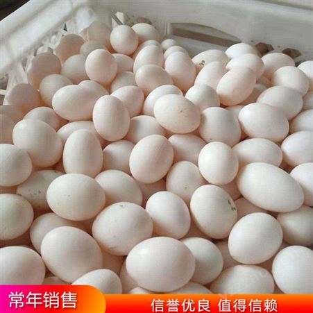 草鸽蛋农养 杂粮喂养鸽蛋 落地王鸽蛋 批发出售