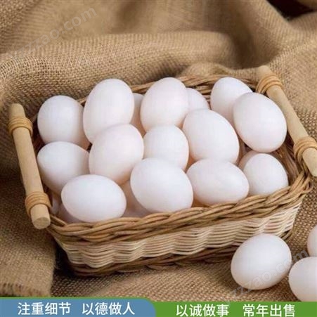杂粮鸽子蛋 农家养殖鸽蛋 食用营养鸽蛋 农家养殖
