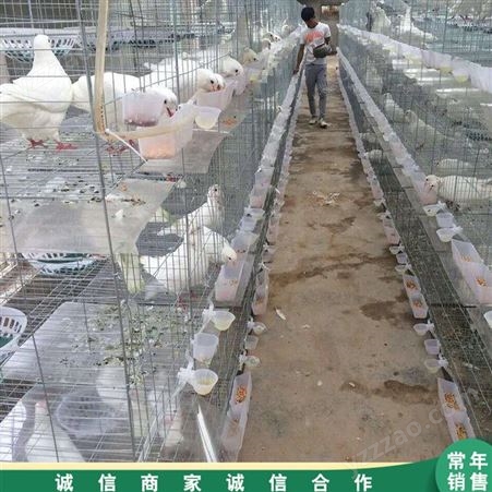 市场供应 三层肉鸽养殖笼 4层16位鸽笼子 配对繁殖鸽笼