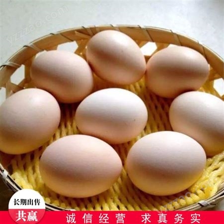 常年销售 肉鸽鸽蛋养殖 白鸽草鸽蛋 喂养肉鸽蛋