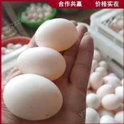 肉鸽鸽子蛋 肉鸽鸽蛋养殖 散养杂粮鸽蛋 批发出售