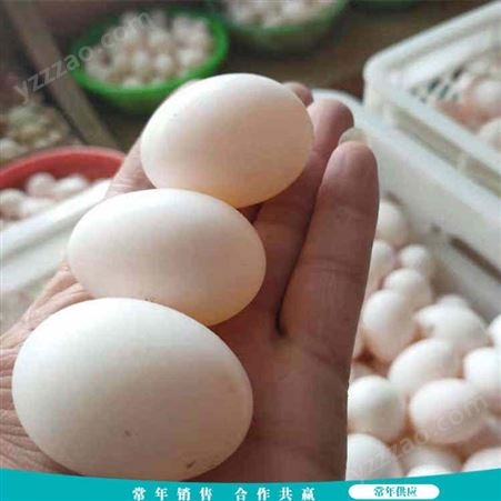 长期出售 散养白鸽蛋 30枚土鸽蛋 五谷杂粮鸽蛋
