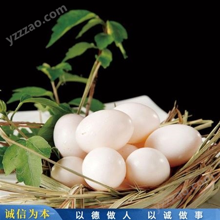 鸽蛋草鸽蛋 肉鸽鸽蛋养殖 散养白鸽蛋 批发出售