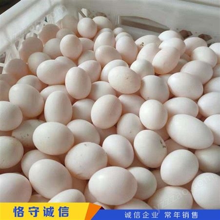 五谷白鸽蛋 30枚肉鸽蛋 粮食喂养鸽子 山东报价