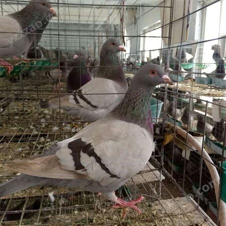 鸽子养殖场 散养肉鸽乳鸽 饲养场肉鸽子 养殖批发