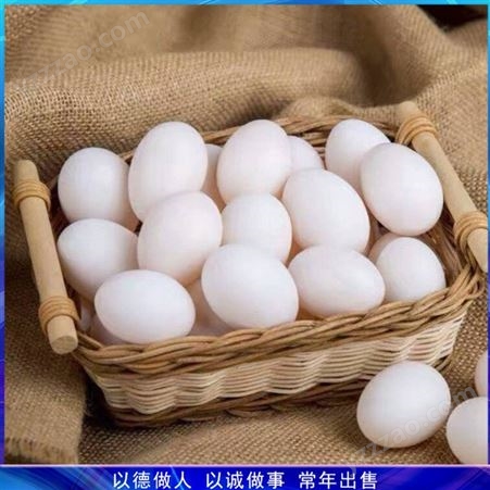 30枚农家鸽蛋 辅食鸽子蛋 肉鸽鸽蛋养殖 厂家出售