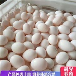 30枚鸽子蛋 养殖鸽子种蛋 肉鸽散养鸽蛋 销售供应