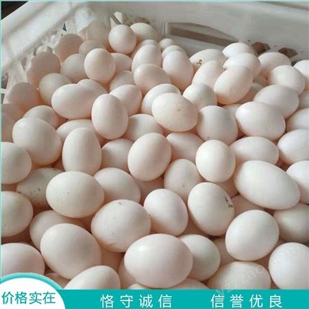 农家土鸽子蛋 散养杂粮鸽蛋 30枚鸽子蛋 供应报价