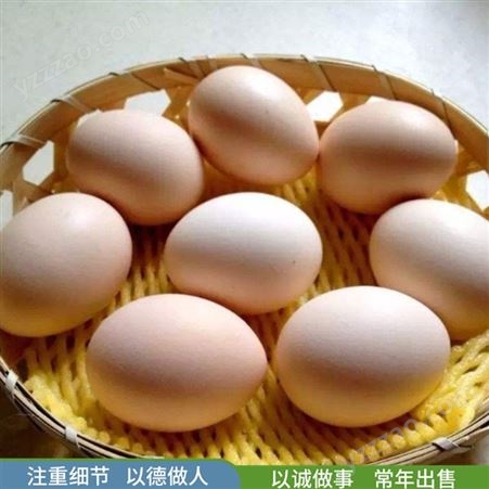 杂粮鸽子蛋 农家养殖鸽蛋 食用营养鸽蛋 农家养殖