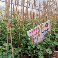 漳州百香果苗批发供应 黄金百香果苗种植基地 百香果种苗