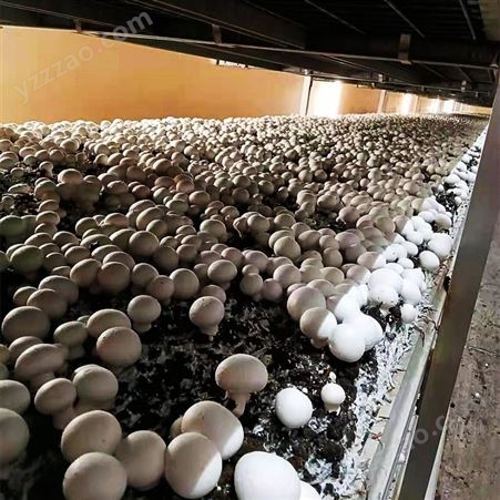 食用菌种植基地用水过滤系统 蘑菇种植基地大型纯净水供水设备  鑫鸿源环保 种植供水设备