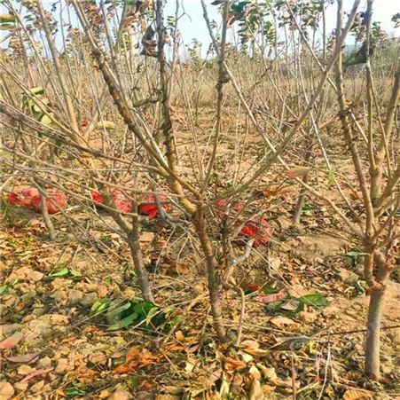 3公分樱桃树价格 义隆精品新品种3公分樱桃树产地批发价格