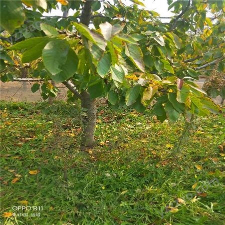 山西义隆粗度12公分樱桃树价格-12公分樱桃树苗产地报价