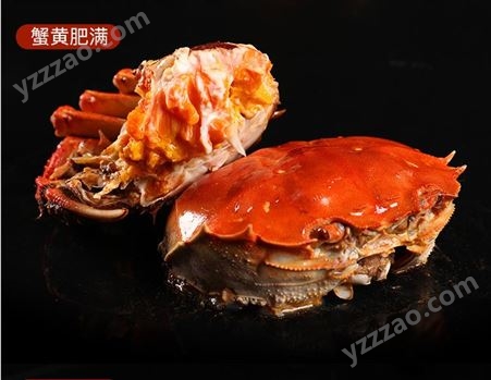 8月13到25日潜江4.5两规格清水螃蟹67/斤鲜活大闸蟹六月黄淡水螃蟹30斤起售