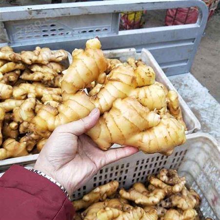 生姜批发 新鲜大黄姜出售 块茎完整 众鑫果蔬基地 来电优惠