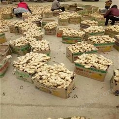 小黄姜新鲜上市价格 天然无公害生姜出售基地 生姜农产品 储存时间长