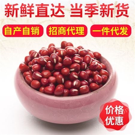 东北珍珠粒红豆 农家自产相思红豆薏米派原料 豆类杂粮袋装批发