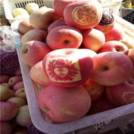 红富士苹果批发 皮薄肉厚苹果价格好 烟台红富士苹果种植 甜度好果实大裕顺基地