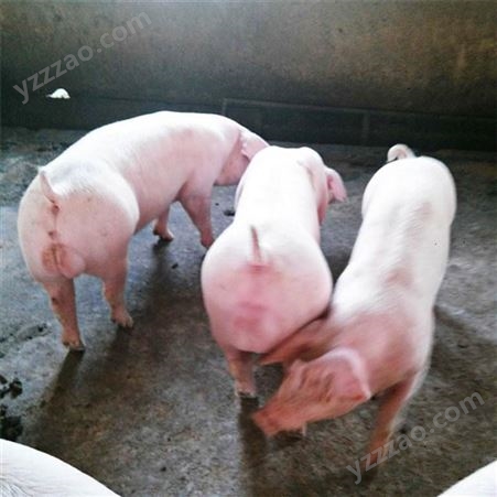 采购三元猪苗 仔猪20-30斤价格 胖胖小猪苗 裕顺的小猪养得好