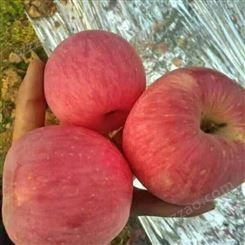 冷库红富士批发 烟台冷库苹果采购 烟台红富士苹果种植 甜度好果实大裕顺基地