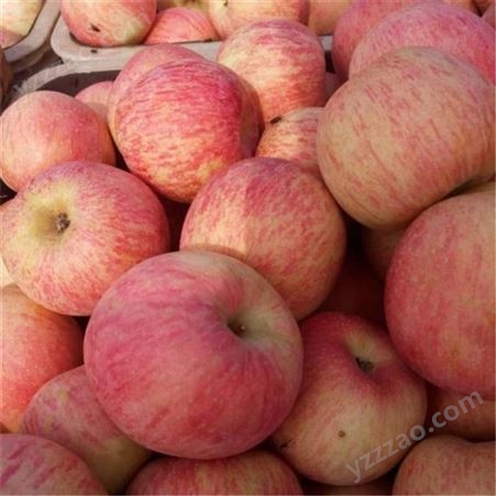 产地红富士 皮薄肉厚苹果价格好 烟台红富士苹果种植 裕顺个大果正