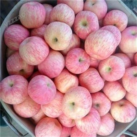 苹果批发 红富士苹果价格 量大从优欢迎选购 裕顺直供全国