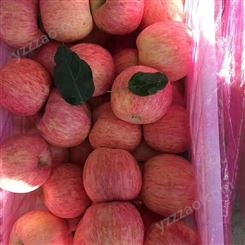 新鲜苹果价格 皮薄肉厚苹果价格好 纸袋红富士价格很好 裕顺个大果正