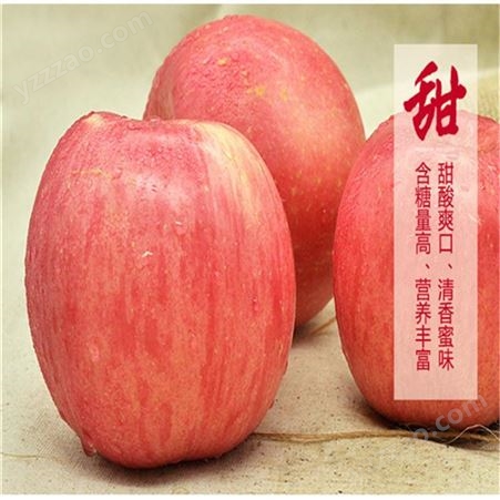 红富士苹果批发 当季新鲜苹果 烟台栖霞苹果行情 裕顺个大果正