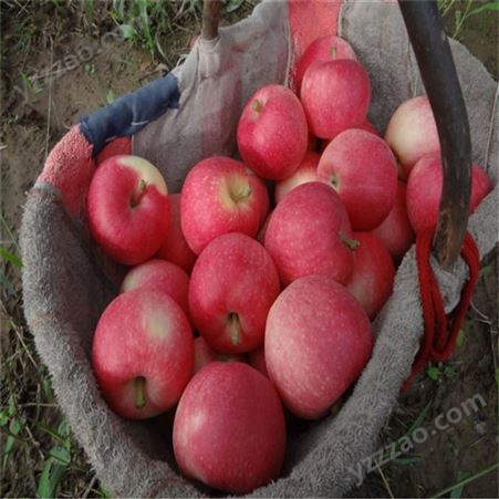 产地红富士 皮薄肉厚苹果价格好 烟台红富士苹果种植 裕顺个大果正