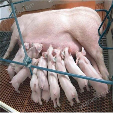 2021仔猪厂家 大白仔猪养殖基地 仔猪苗猪报价 裕顺农产品养猪场
