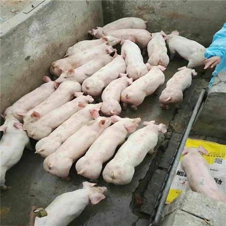 黑龙江 肥胖生猪价格 出栏万头仔猪 欢迎致电裕顺厂家