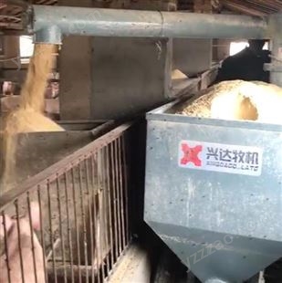 XD猪用喂料器 猪设备全自动料线 育肥猪自动喂料设备