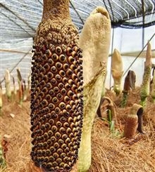 临沧出售花魔芋种子 白魔芋种子大量现货批发 珠芽魔芋种子提供种植技术