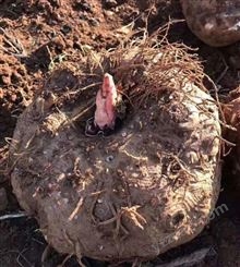 普洱一代二代白魔芋  珠芽花魔芋种子储存方法 就地越冬 地窖贮藏