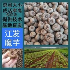 江发魔芋免费提供魔芋种子种植技术 一代二代魔芋种子批发价格