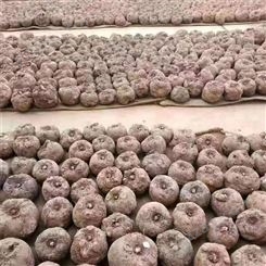 四川供应魔芋种子批发 优质一代二代魔芋种子基地直发 江发魔芋