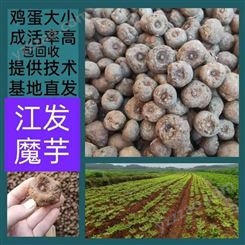 德宏高产一代二代魔芋种子厂家 种植开花魔芋种子方法