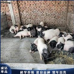 改良巴马香猪 活体养殖巴马香猪 成年巴马香猪 养殖出售