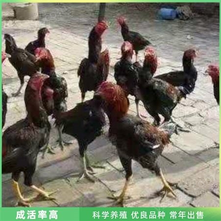 脱温斗鸡 成年越南斗鸡 散养斗鸡 长期出售