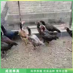 脱温斗鸡 成年越南斗鸡 散养斗鸡 长期出售
