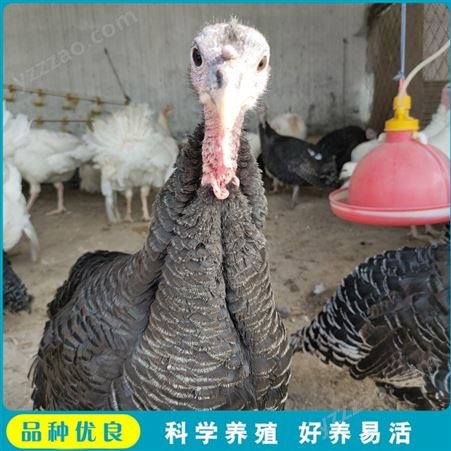 养殖商品火鸡活体 景区观赏火鸡 大型养殖火鸡 养殖报价