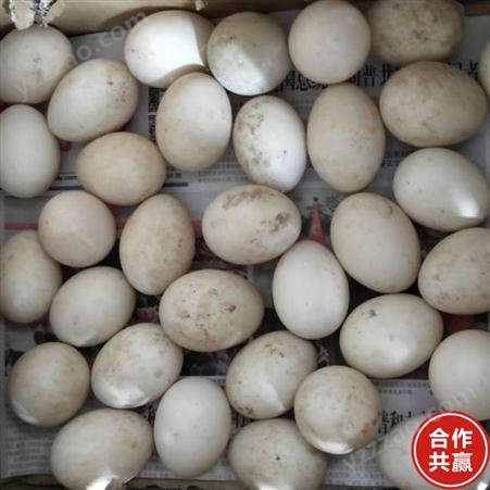 脱温孔雀蛋 商品孔雀蛋 孔雀受精蛋 销售报价
