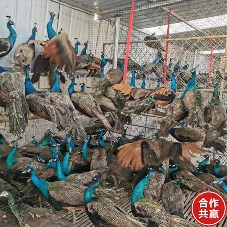 山东销售 养殖场孔雀活体 长尾巴观赏孔雀 标本蓝孔雀