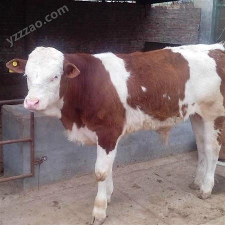 西门塔尔牛肉牛犊 活体西门塔尔牛 种西门塔尔牛出售价格