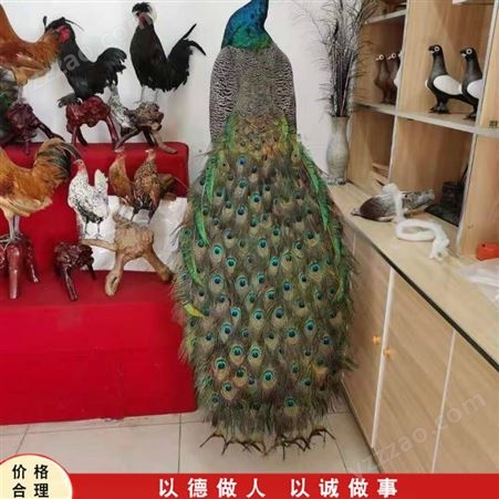 蓝孔雀动物标本 工艺品孔雀标本 摆件蓝孔雀标本供应价格