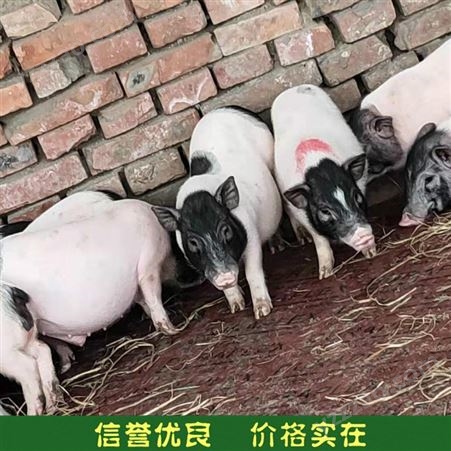 巴马香猪养殖 活体巴马香猪种猪 宠物香猪供应价格