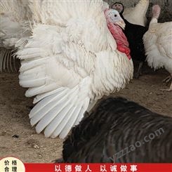 长期销售 尼古拉火鸡 火鸡种苗 活体散养火鸡