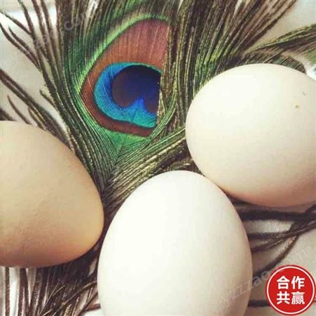 脱温孔雀蛋 商品孔雀蛋 孔雀受精蛋 销售报价